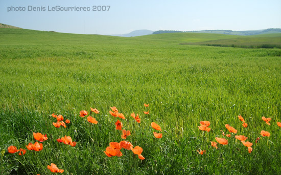 poppies coquelicots