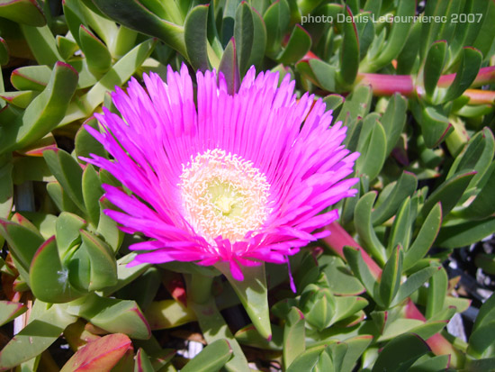 andalucian flower