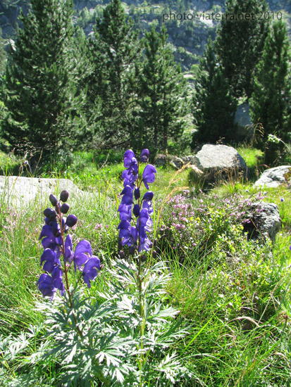 aran pyrenees flowers Aconitum Napellus