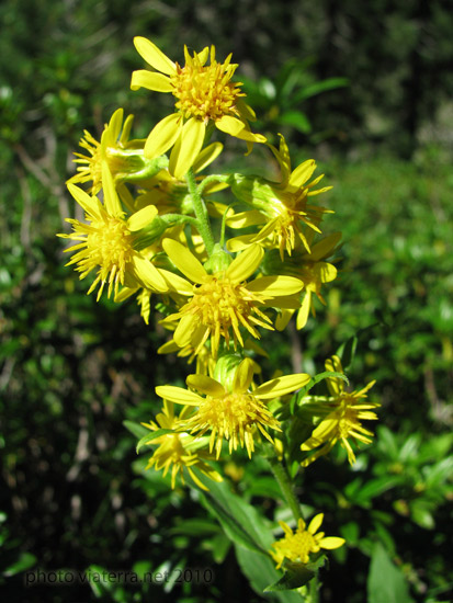 pyrenees flowers gentiane fleur