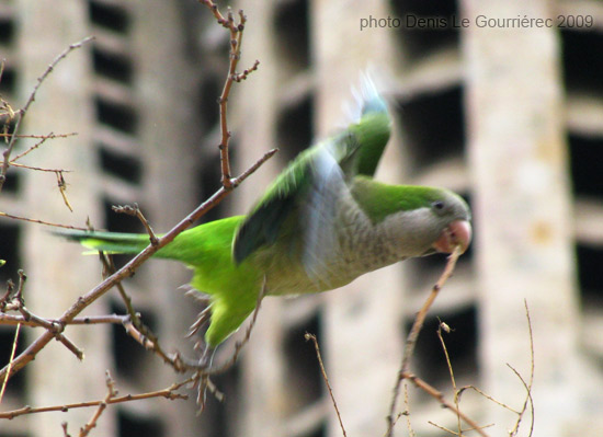 parakeet