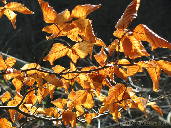 colourful leaves autumn fall