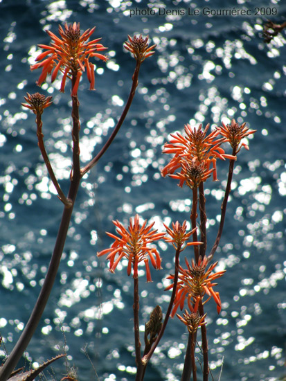 costa brava flowers