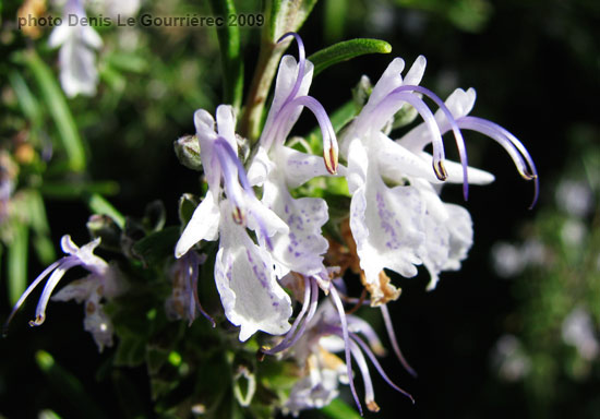 fleur de romarin - rosemary flowers