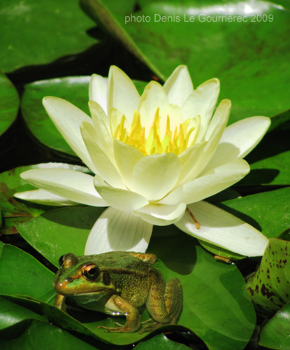 frog on lilly flower university parc barcelona