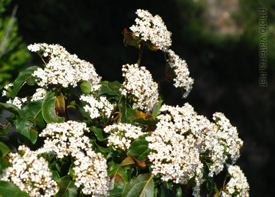 flowers on the footpath in Monserrat