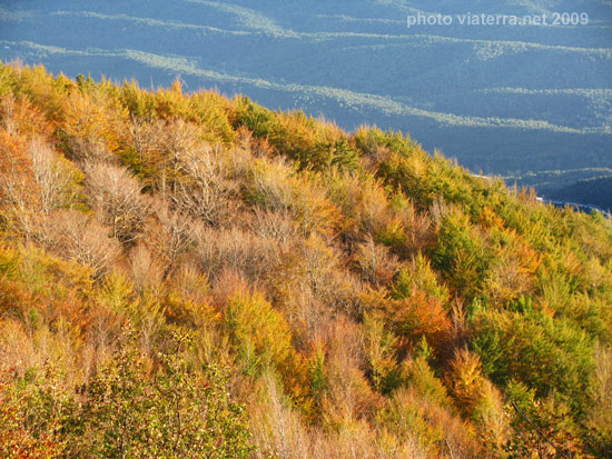 montseny autumn colours in the trees