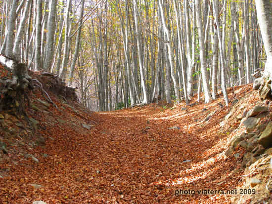 autumn fallen leaves