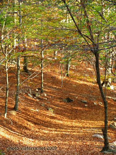 footpath and autumn leaves on the forest floors