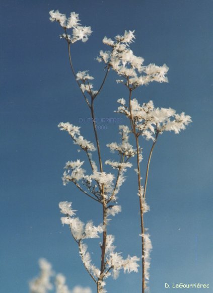 ice flowers