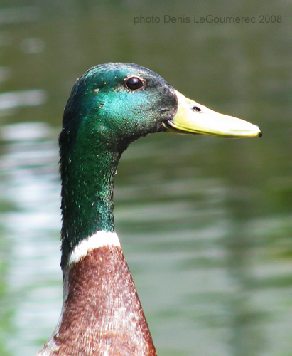 canard col-vert