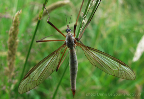 daddy longleg crane fly Schnake