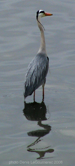 heron