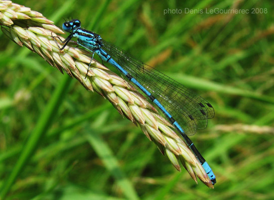 damselfly with blue wings