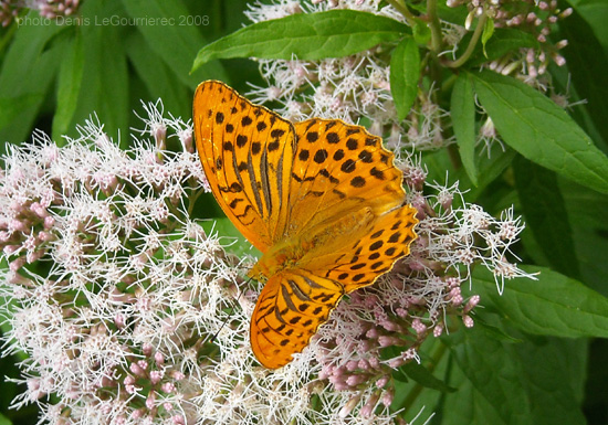 papillon butterfly