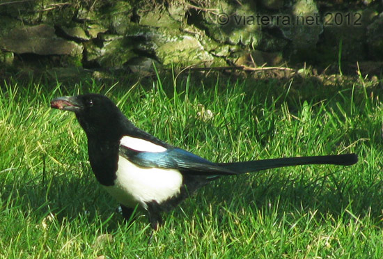 magpie pie