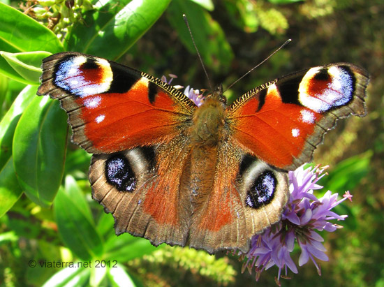 incachis paon du jour aglais io peacock butterfly