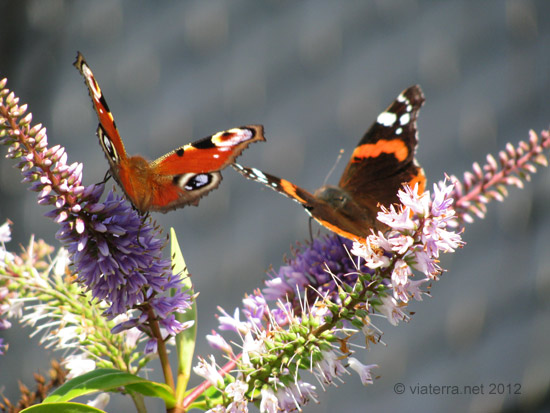 papillion swallowtail macaon