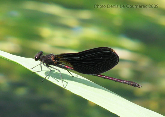 damselfly on a leaf