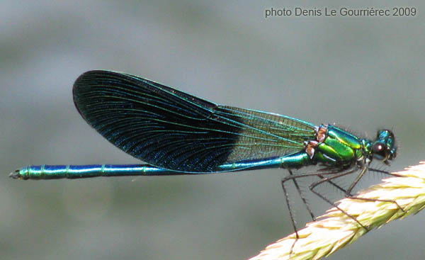 blue winged damselfly