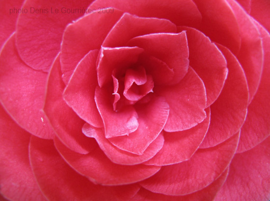 flower macro camelia