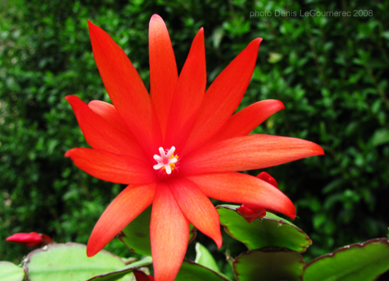 easter cactus