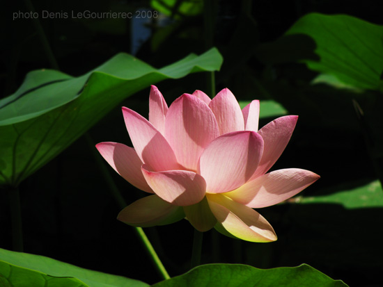 lotus flower