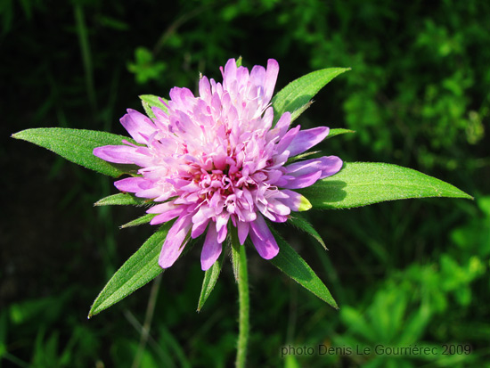 small pink flower