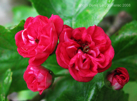 red rose flower