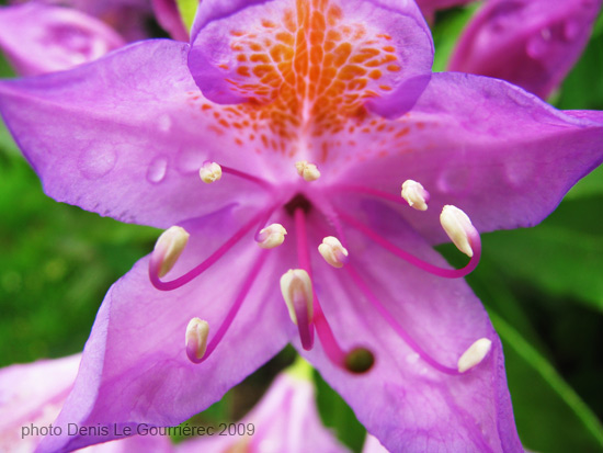 flower rhododendron