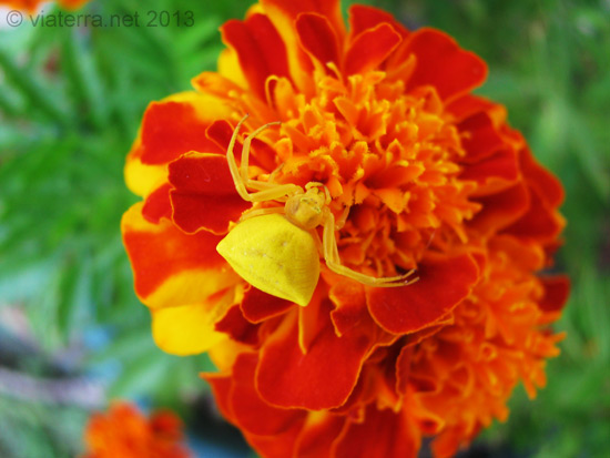 yellow crab spider