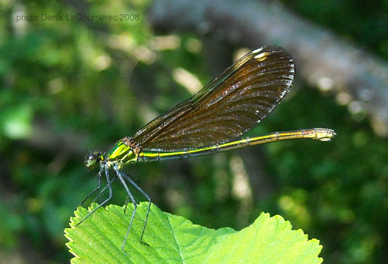 demoiselle aux ailes vertes