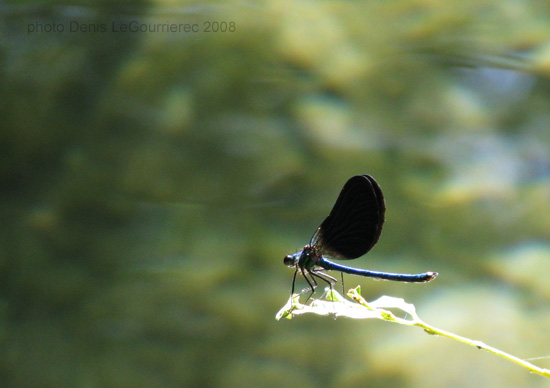 damselfly