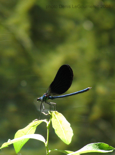 demoiselle