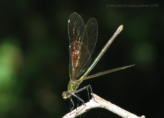 damselfly macro close up