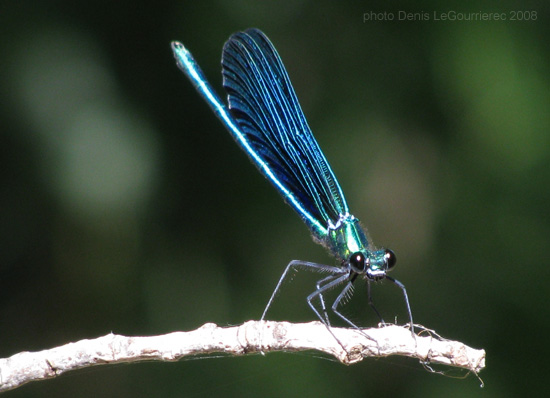 Wasserjungfer mit blauen Fgeln