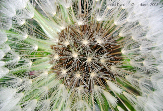 Dandelion puff close-up