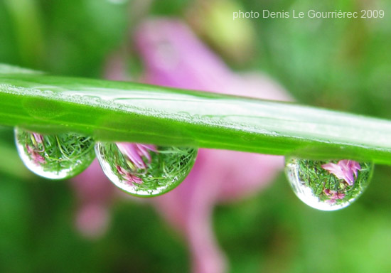 macro flower water drops