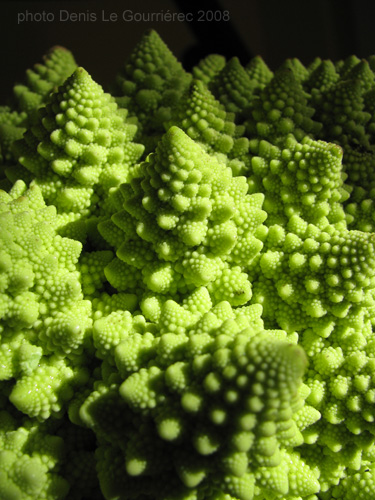 romanesco fractal macro