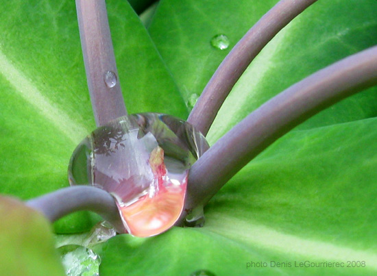 macro water drop