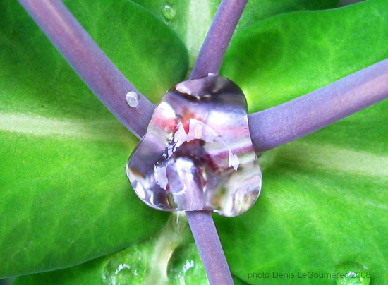 macro of water drop