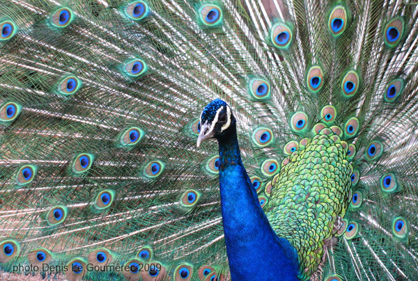 peacock display tail feather