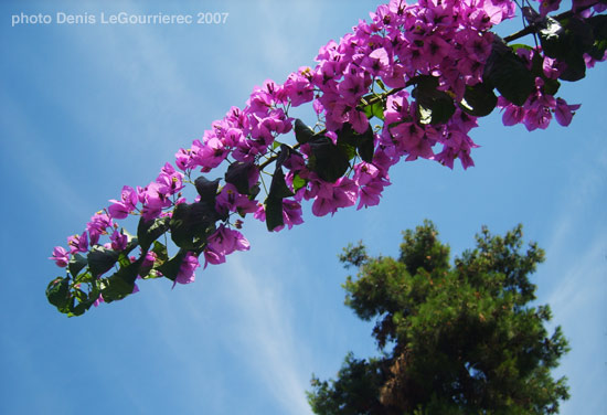 croatia flower