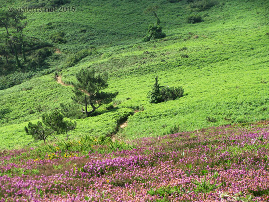 chemin cotier cap de la chèvre