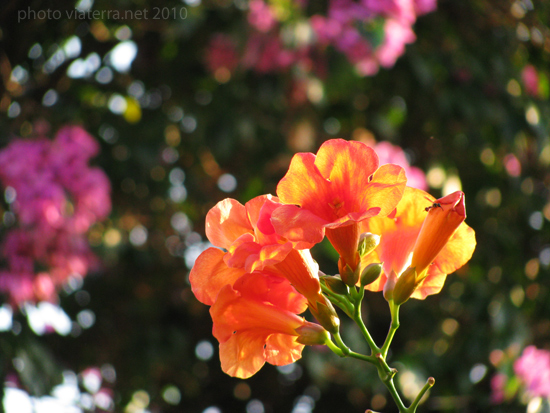 costa brava flowers pals