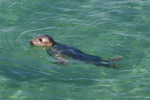 photos of animals