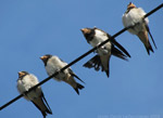 photos of birds