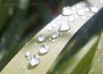 photos macro