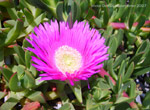 photos of flowers