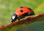 photos of Insects